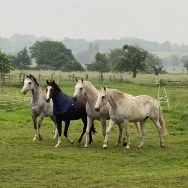 Gaestehaus White Horse Diedersen Coppenbrugge ภายนอก รูปภาพ